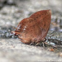 Amblypodia anita Hewitson, 1862